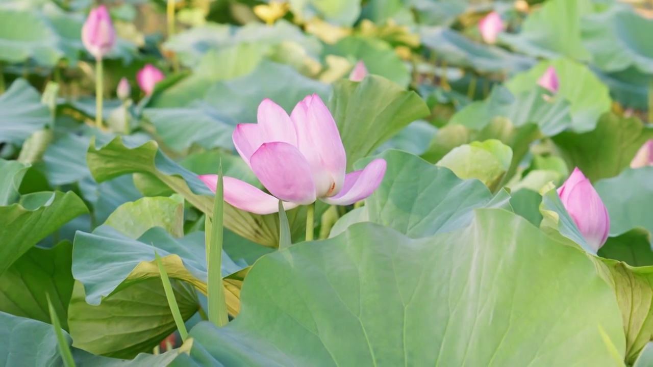 夏日玄武湖花田荷花随风摇曳视频素材