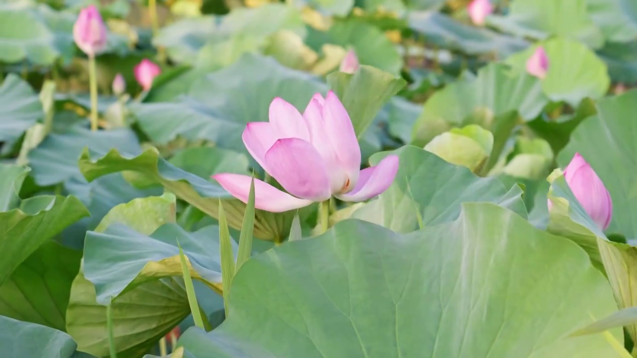 夏日玄武湖花田荷花随风摇曳视频素材