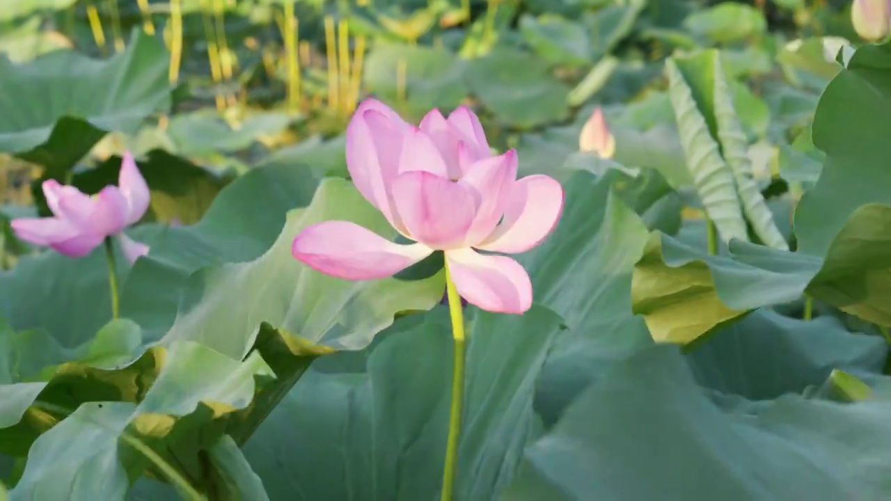 夏日玄武湖花田荷花随风摇曳视频素材