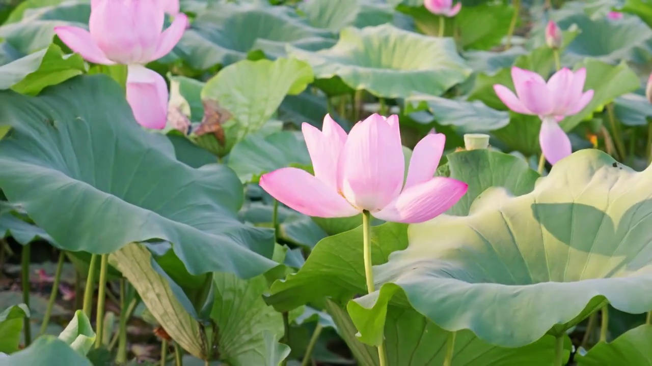 夏日玄武湖花田荷花随风摇曳视频素材