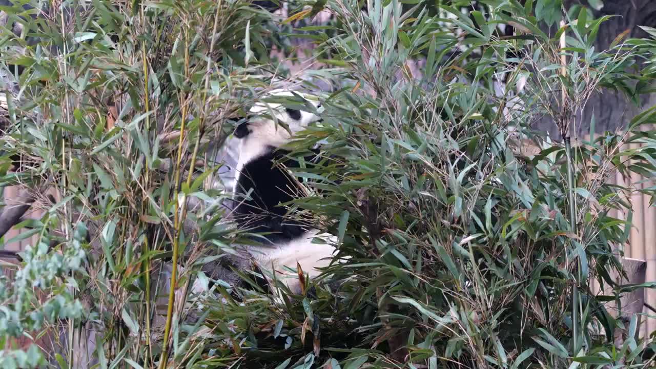 大熊猫国宝吉祥物熊猫基地繁殖视频素材