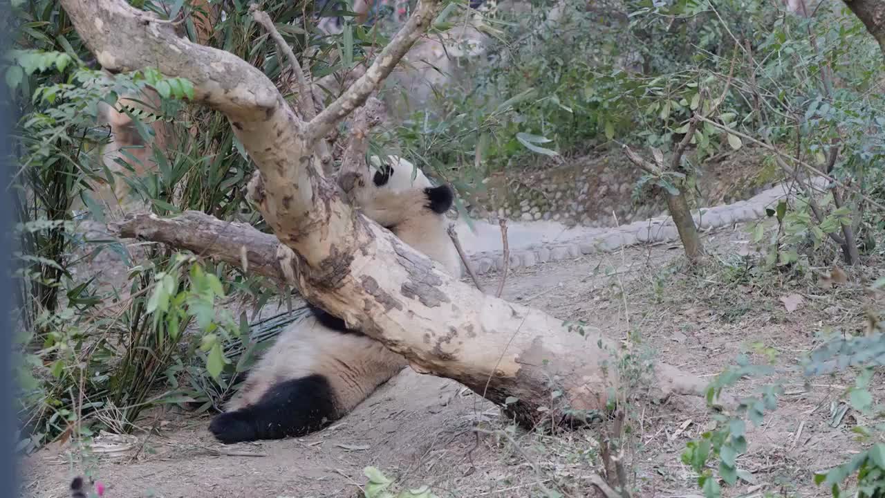 大熊猫国宝吉祥物熊猫基地繁殖视频素材