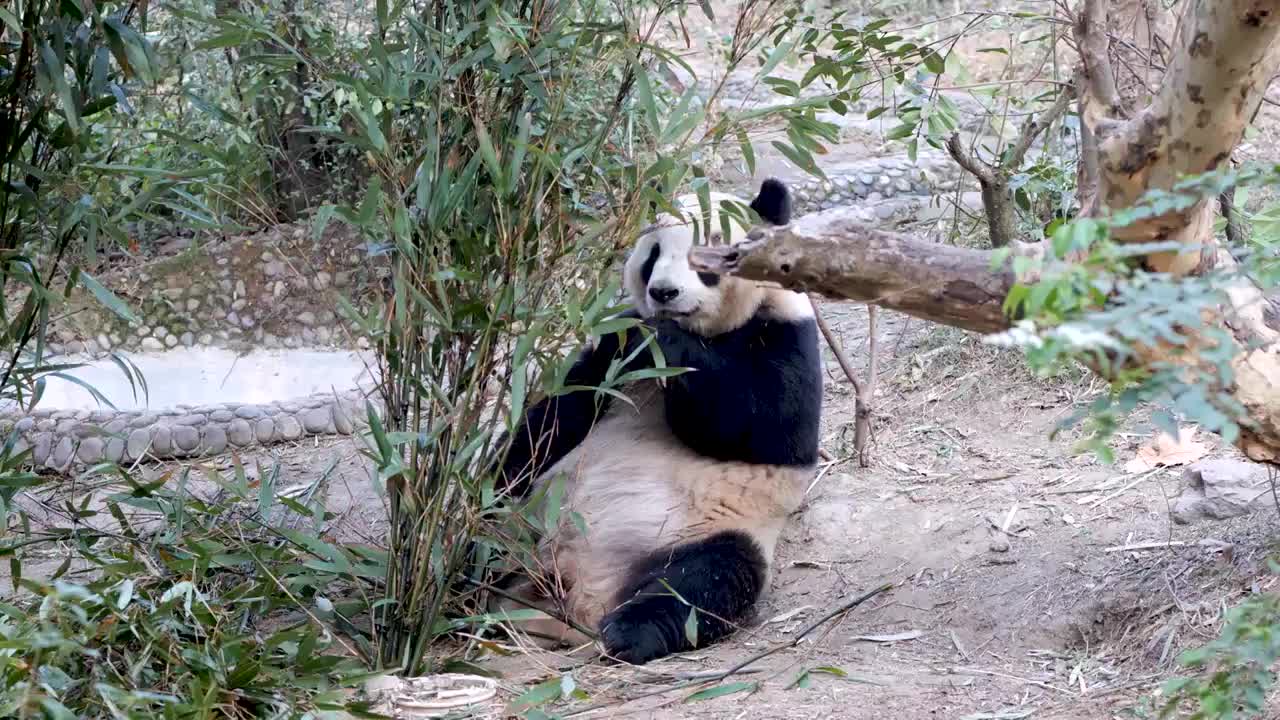 大熊猫国宝吉祥物熊猫基地繁殖视频素材