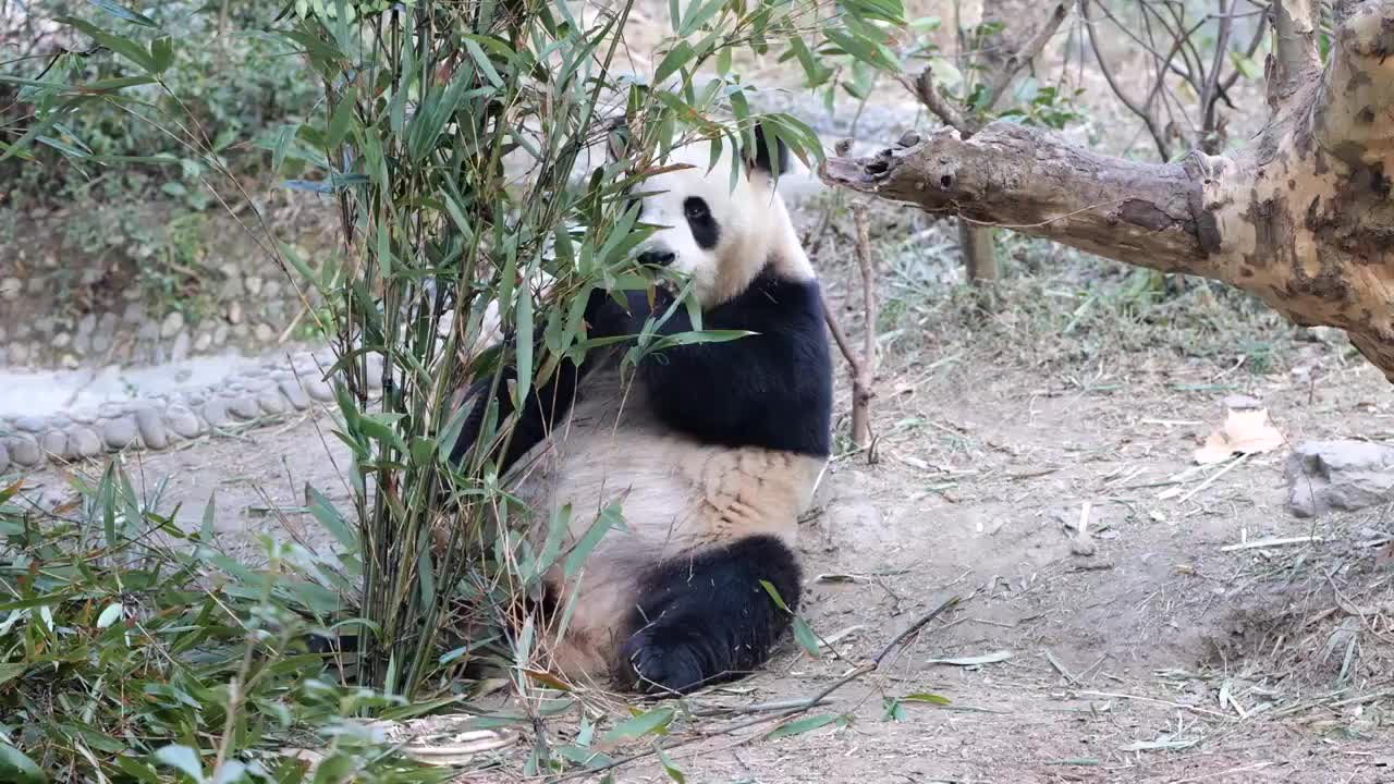 大熊猫国宝吉祥物熊猫基地繁殖视频素材