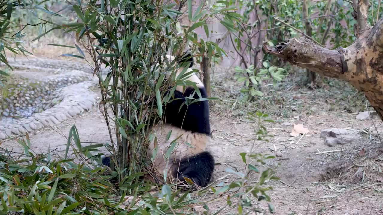 大熊猫国宝吉祥物熊猫基地繁殖视频素材