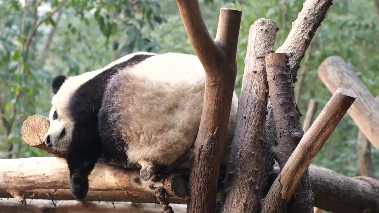 大熊猫国宝吉祥物熊猫基地繁殖视频素材