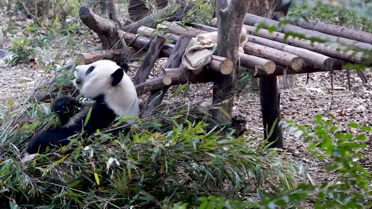 大熊猫国宝吉祥物熊猫基地繁殖视频素材