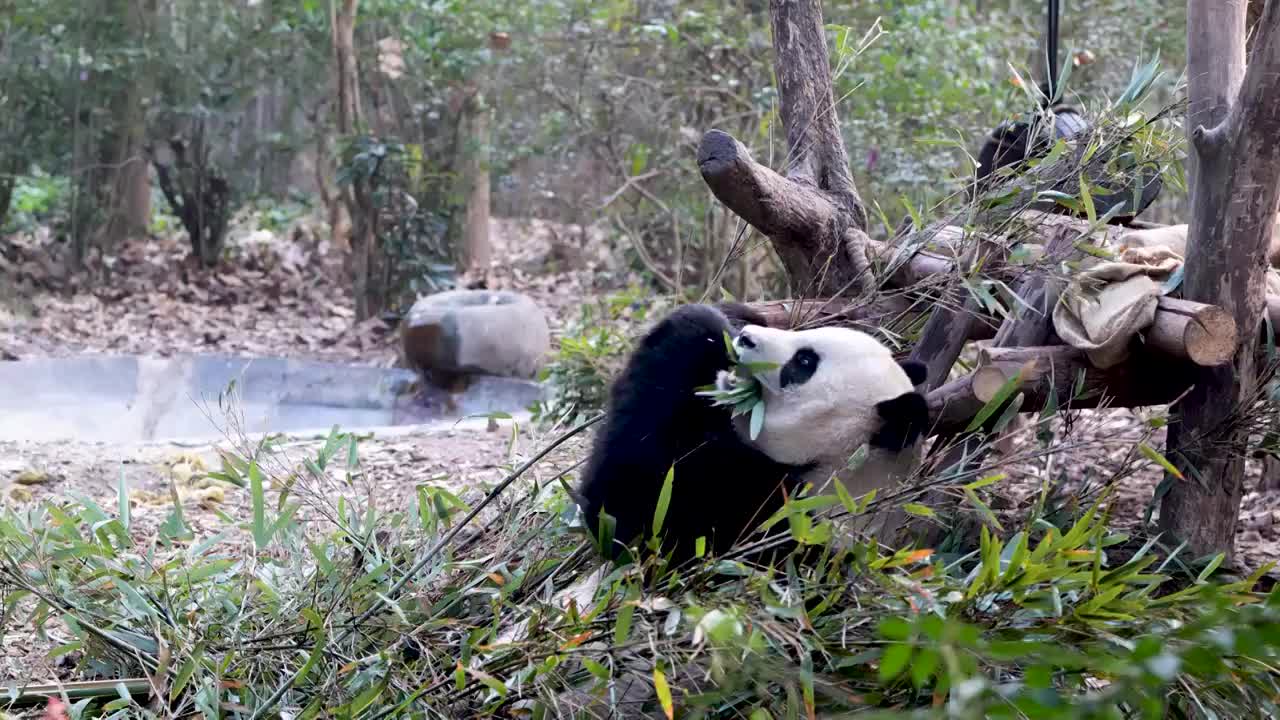 大熊猫国宝吉祥物熊猫基地繁殖视频素材