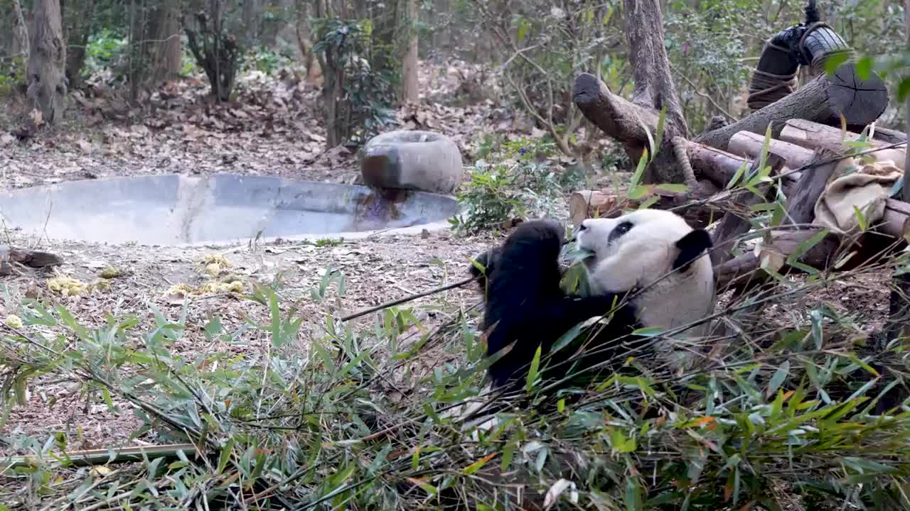 大熊猫国宝吉祥物熊猫基地繁殖视频素材