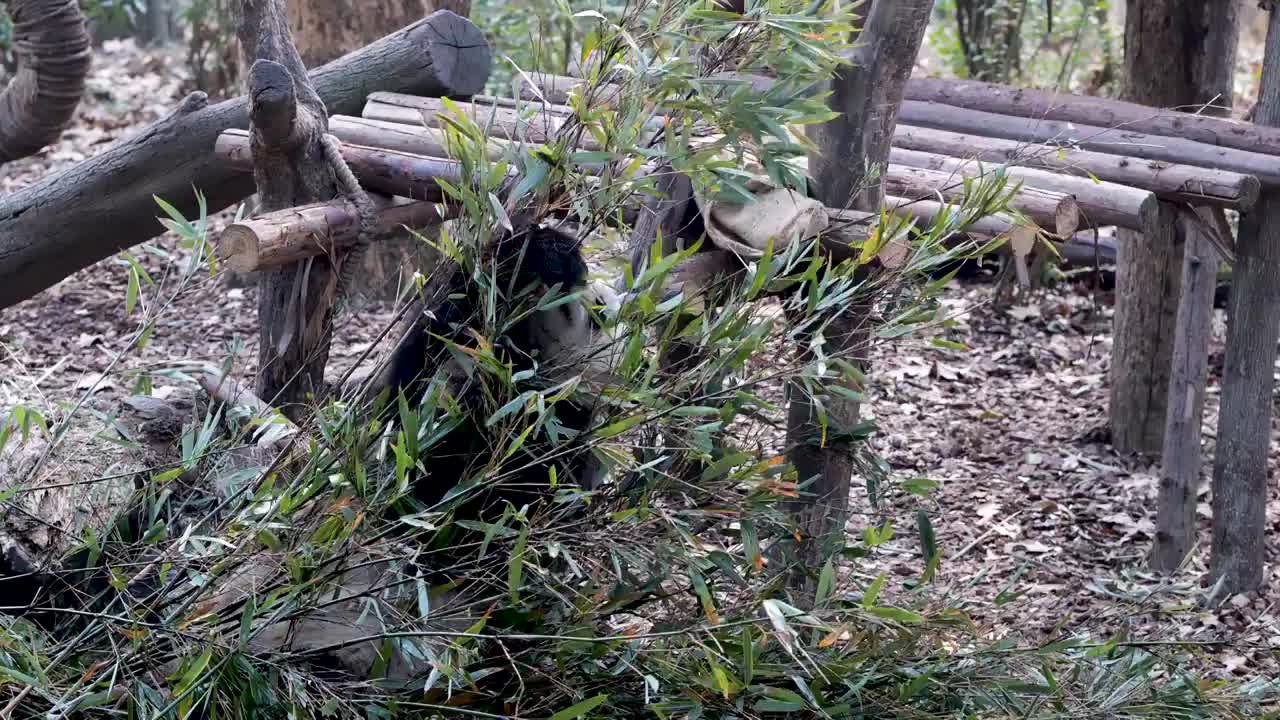 大熊猫国宝吉祥物熊猫基地繁殖视频素材