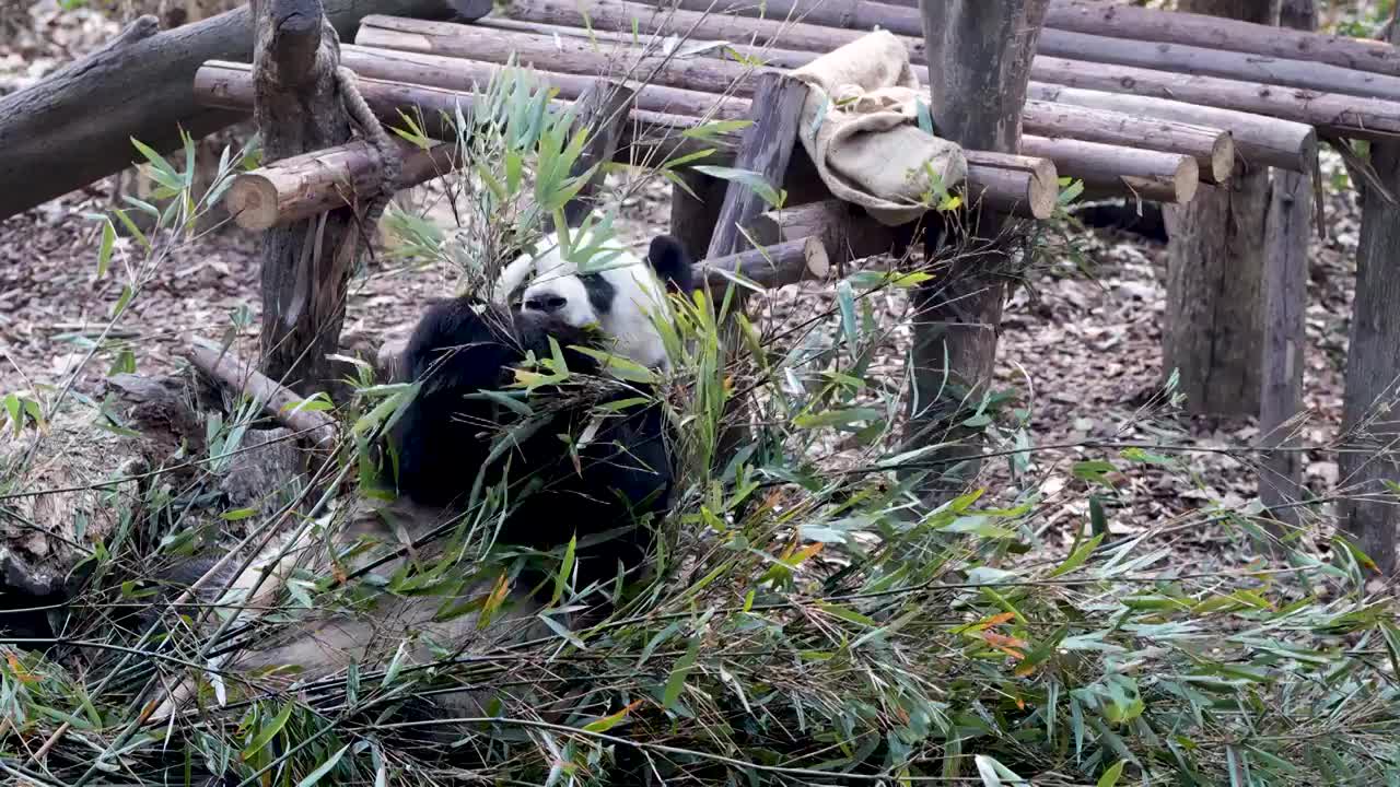 大熊猫国宝吉祥物熊猫基地繁殖视频素材