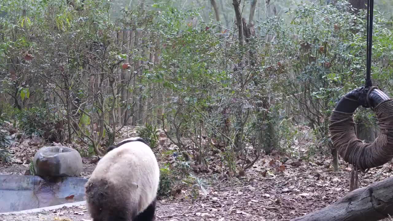 大熊猫国宝吉祥物熊猫基地繁殖视频素材