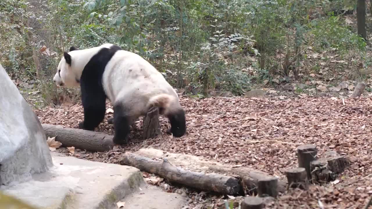 大熊猫国宝吉祥物熊猫基地繁殖视频素材