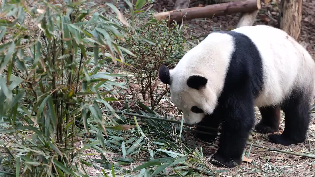 大熊猫国宝吉祥物熊猫基地繁殖视频素材