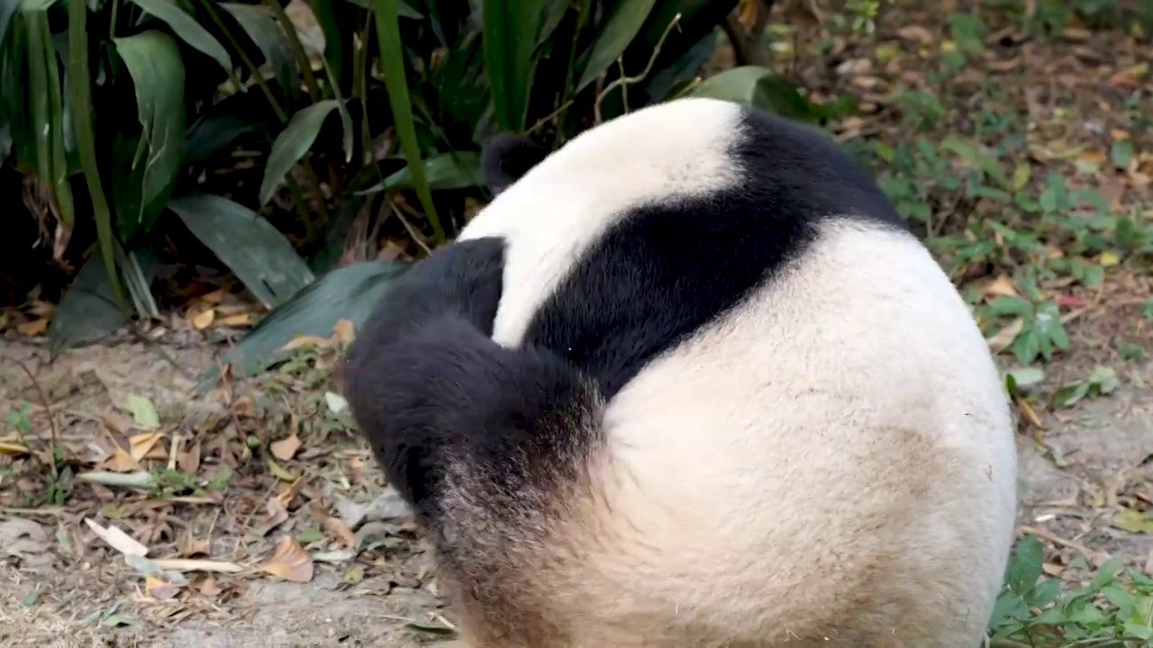 大熊猫国宝吉祥物熊猫基地繁殖视频素材