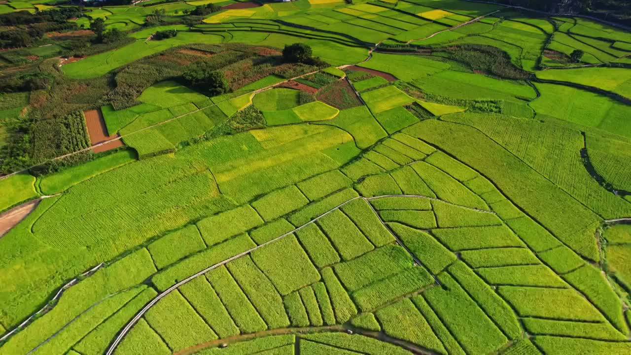 万峰林秋季八卦田 稻田视频素材