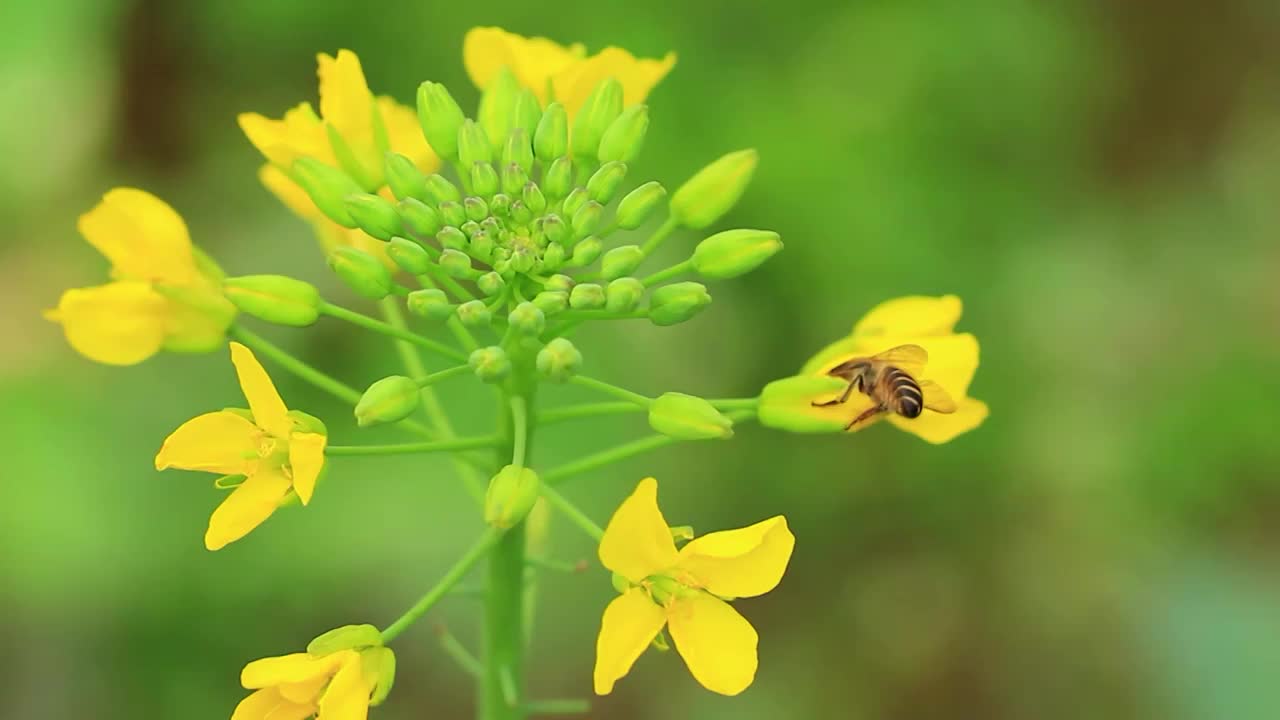 春天，蜜蜂在油菜花采粉的特写视频素材