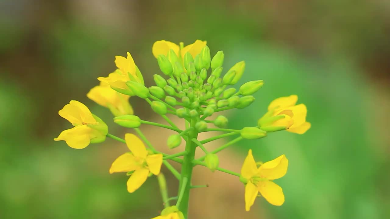 春天，蜜蜂在油菜花采粉的特写视频素材