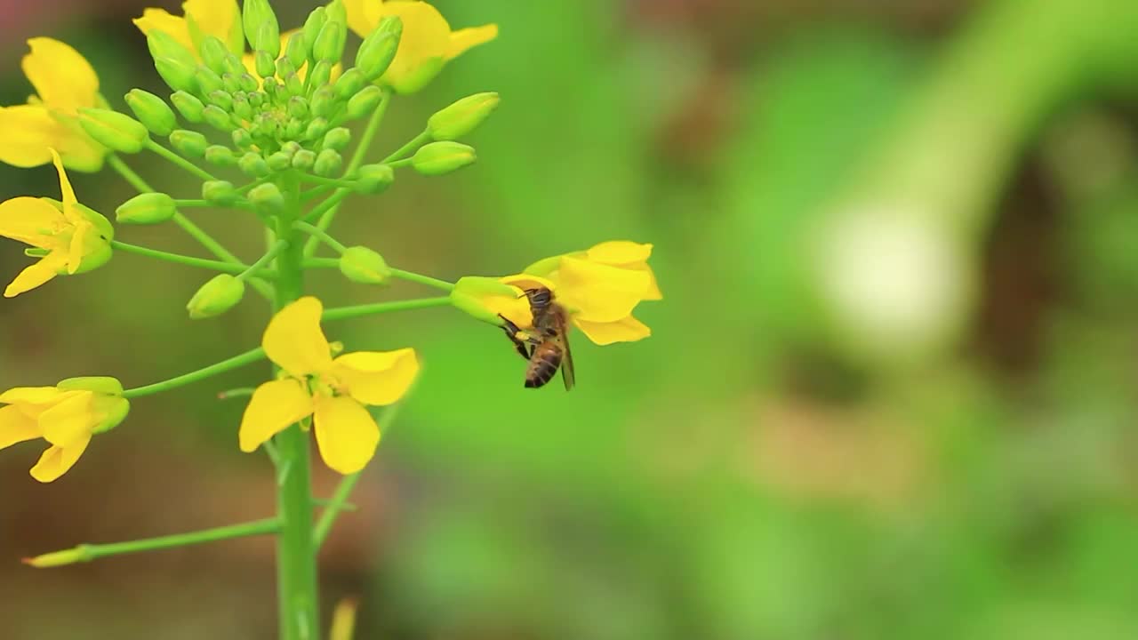 春天的蜜蜂在油菜花采花粉视频素材