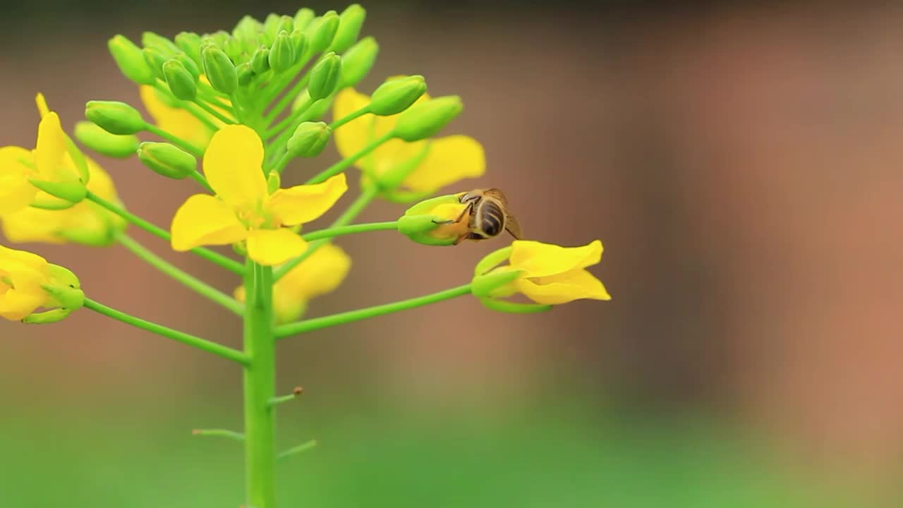 春天的蜜蜂在油菜花采花粉视频素材