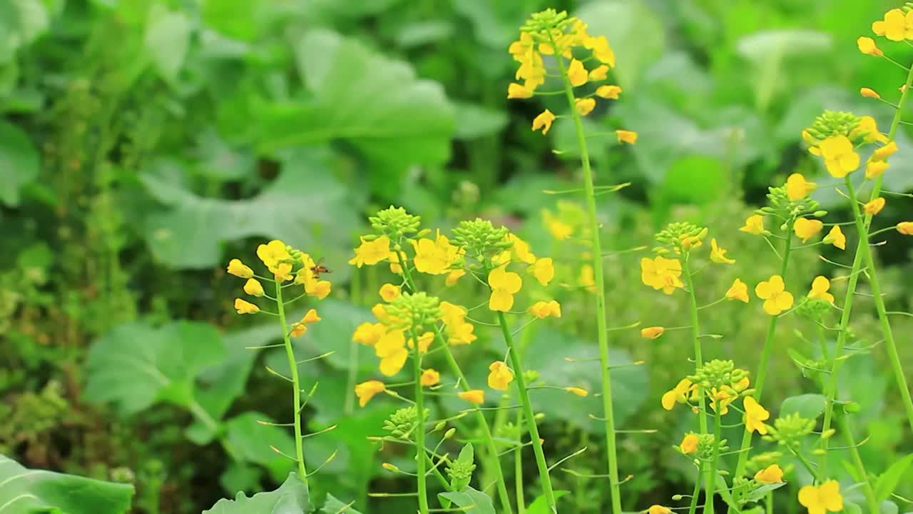 春天的蜜蜂在油菜花采花粉视频素材