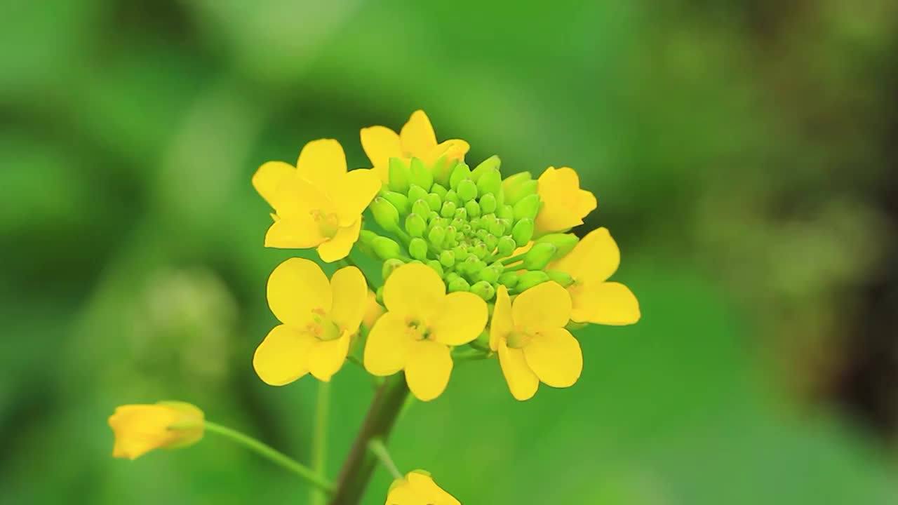 春天的蜜蜂在油菜花采花粉视频素材