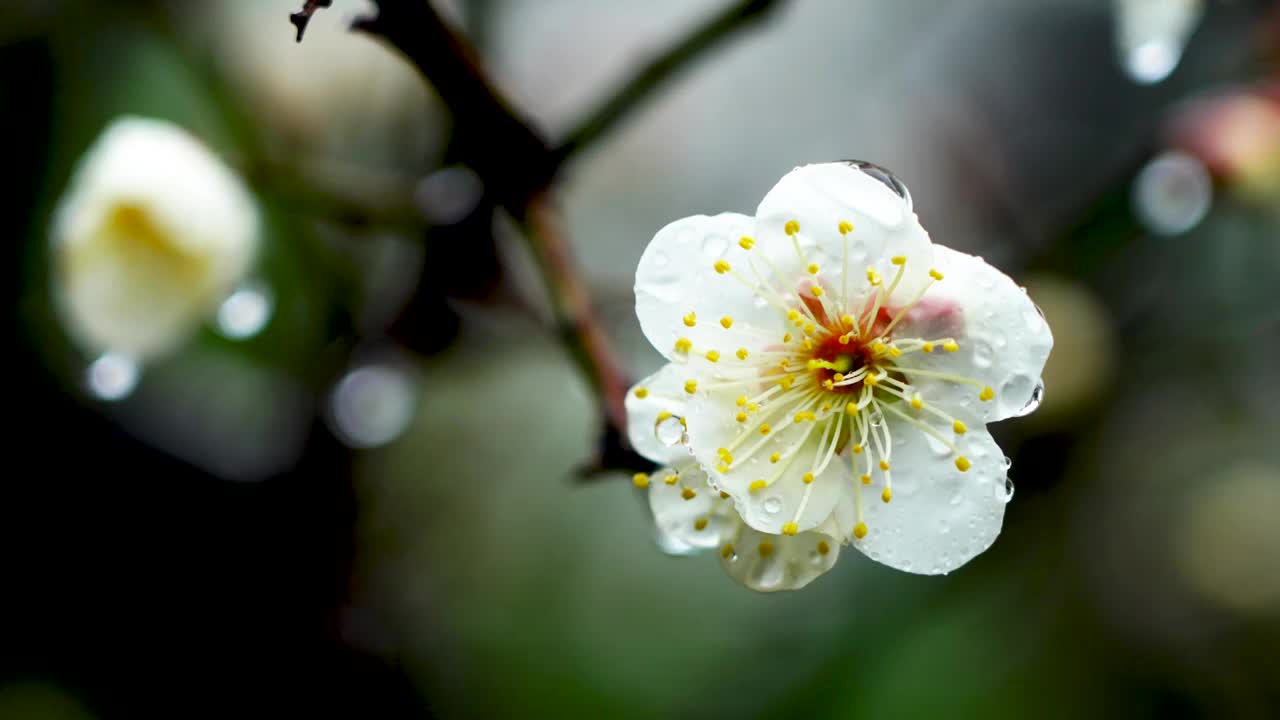 春雨中的梅花花朵特写视频购买