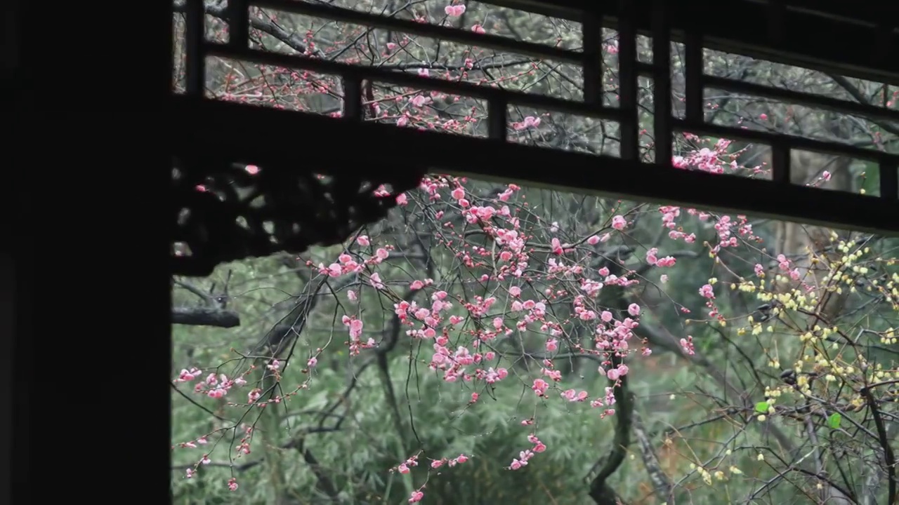 初春的南京梅岗梅花视频素材