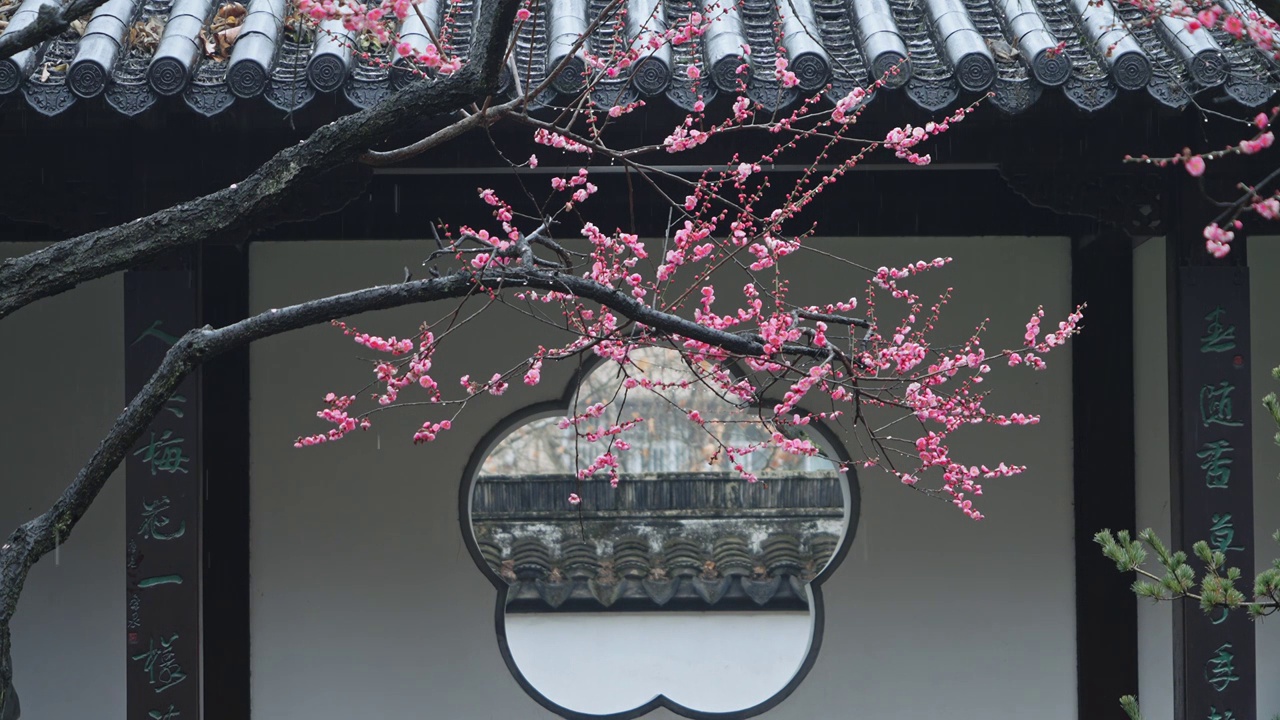 春雨中的南京梅岗梅花盛开视频素材