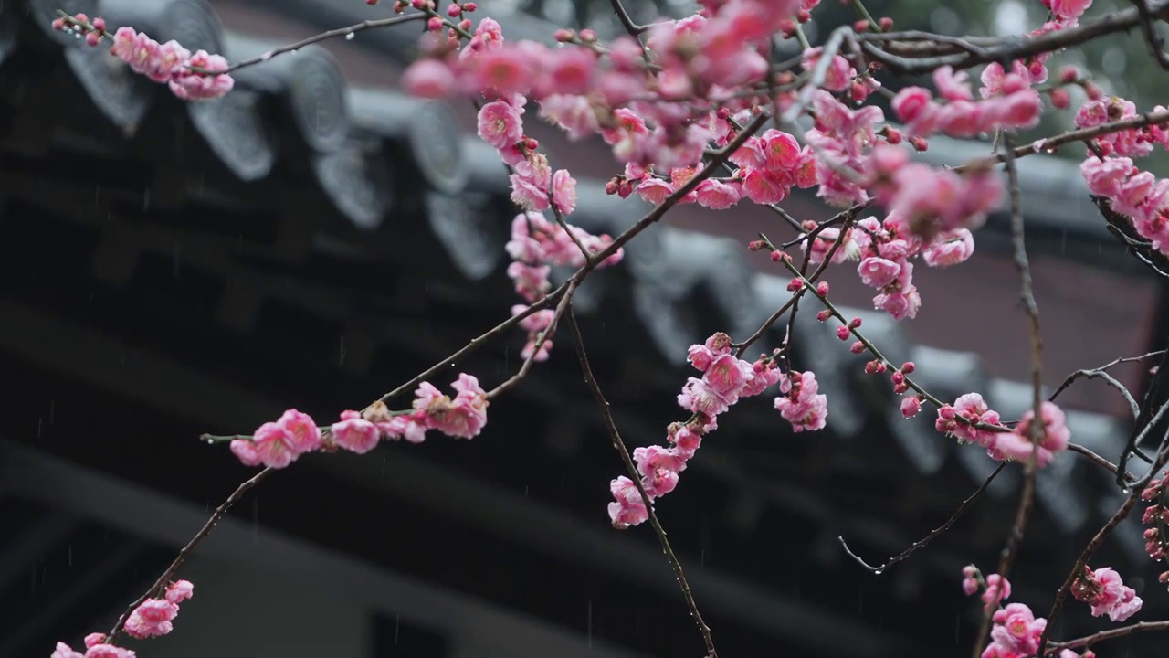 春雨中的梅花视频购买