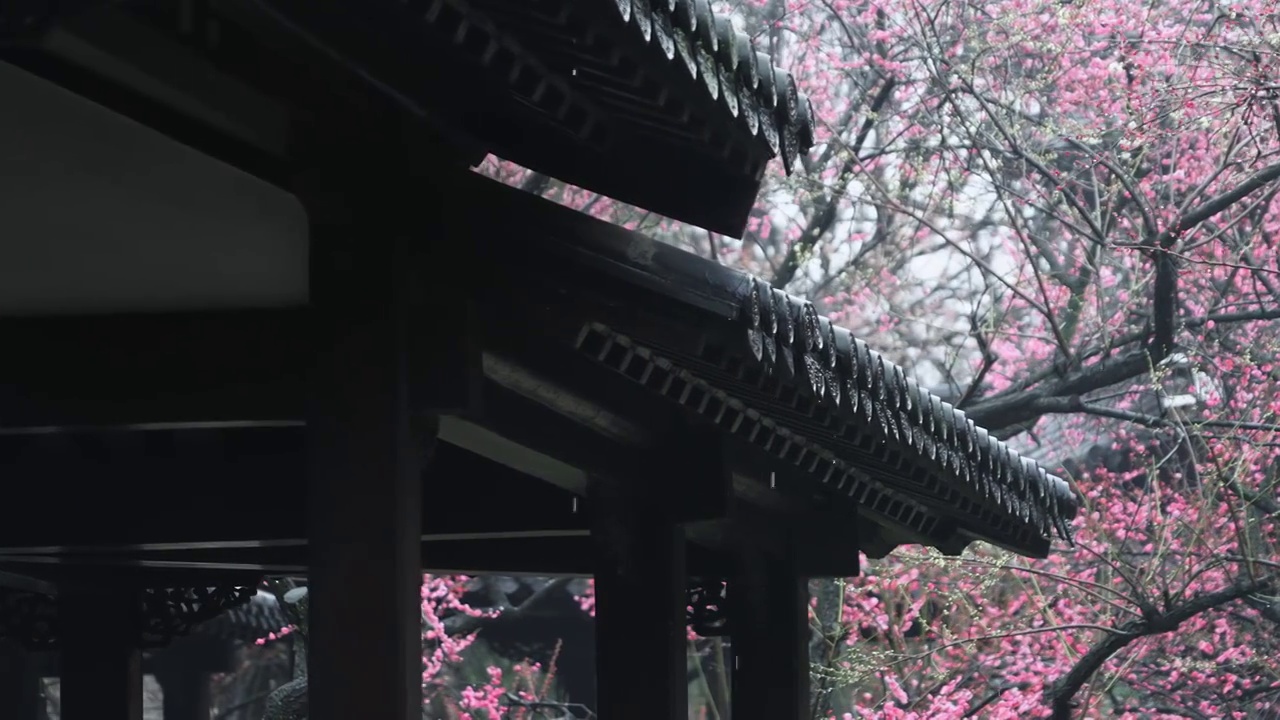 春雨中的南京梅岗梅花盛开视频素材