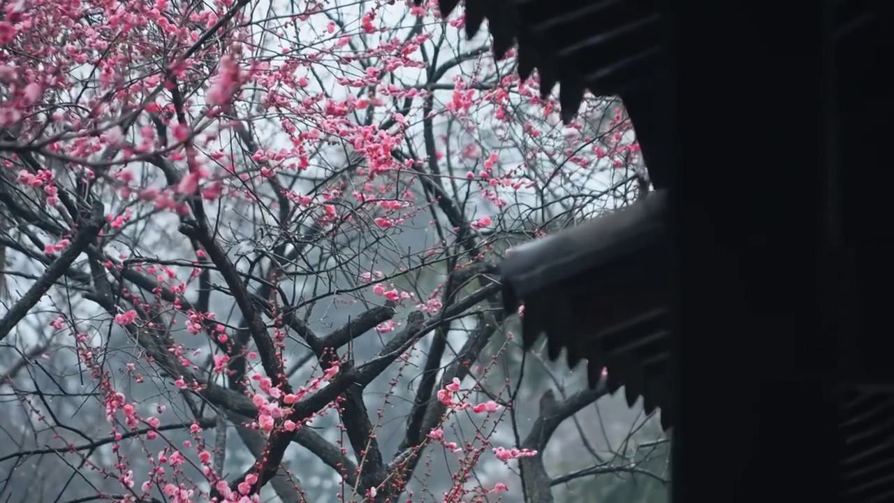 春雨中的南京梅岗梅花盛开视频素材