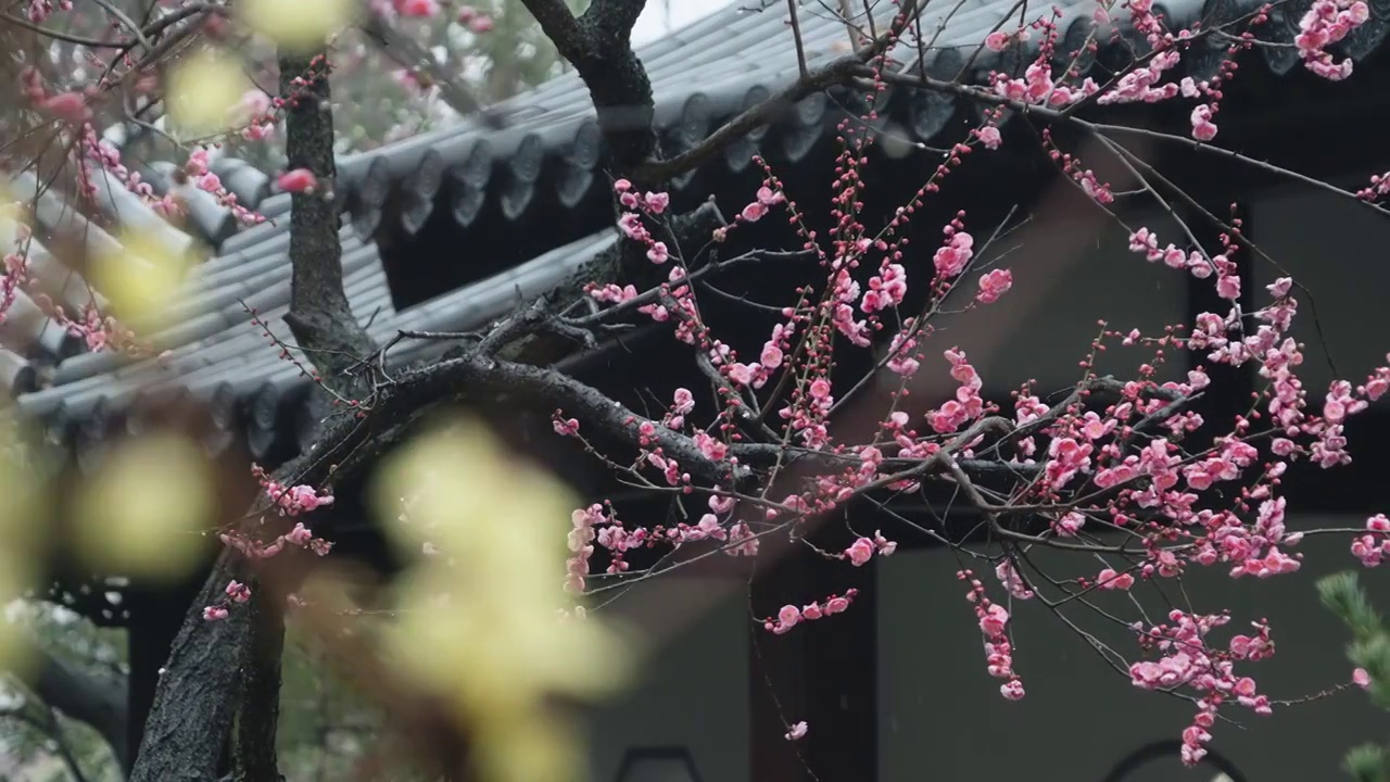 南京雨花台梅岗梅花盛开视频购买