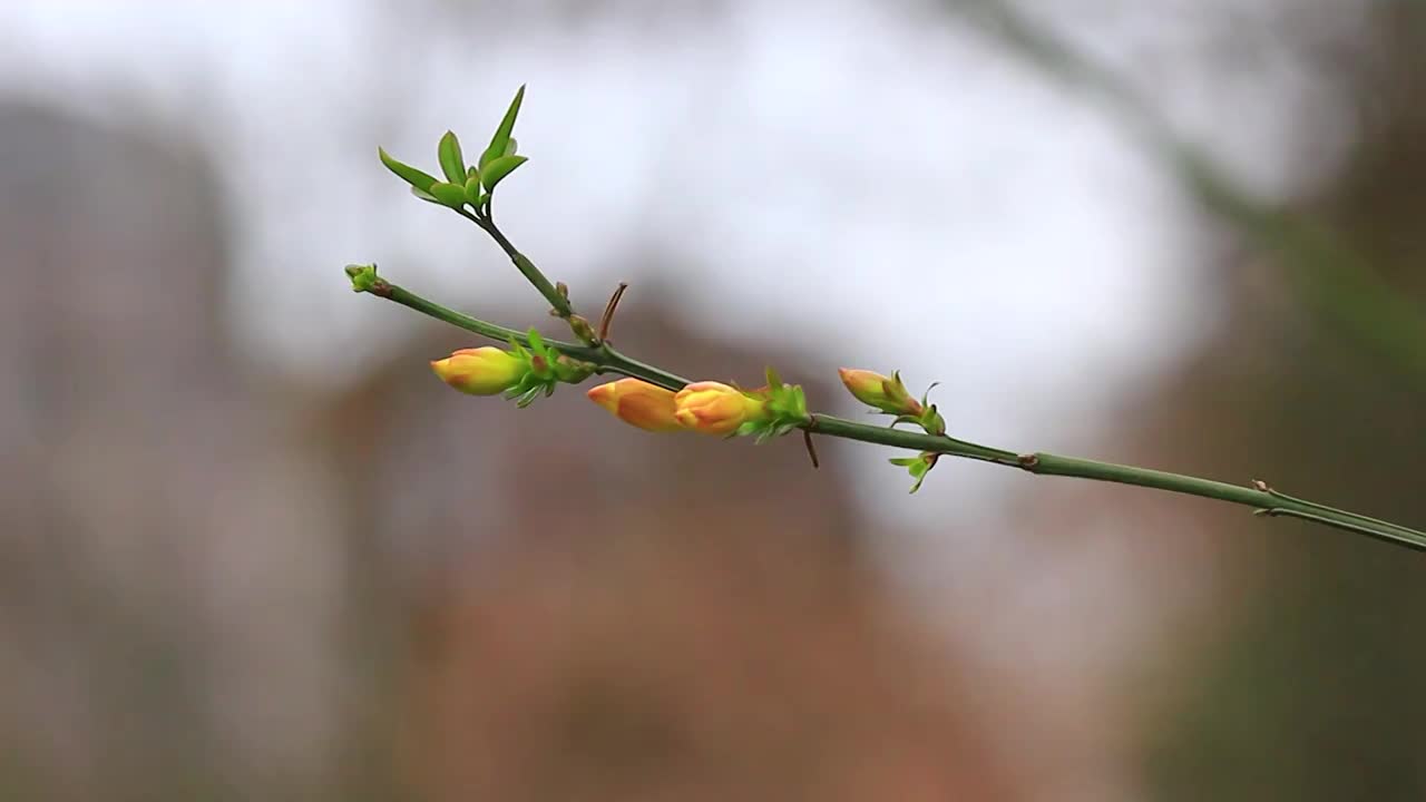 迎春花，春天视频素材