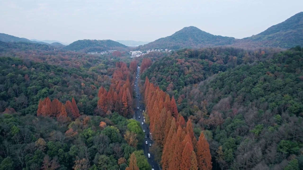 杭州虎跑路秋景视频素材