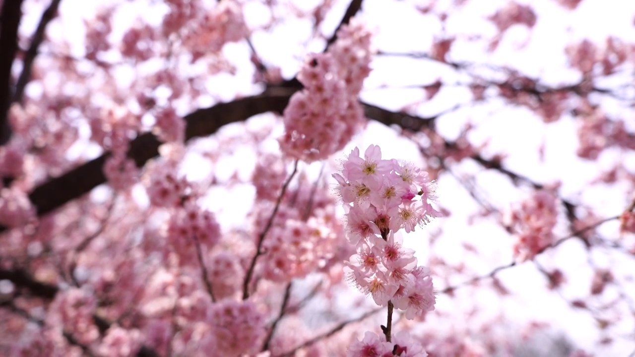 春天樱花开放的空镜视频素材