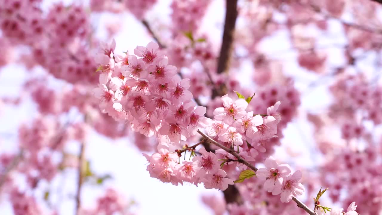 春暖花开，浪漫樱花视频素材