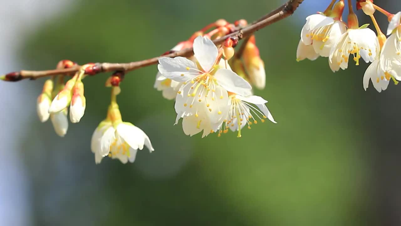 樱花视频素材