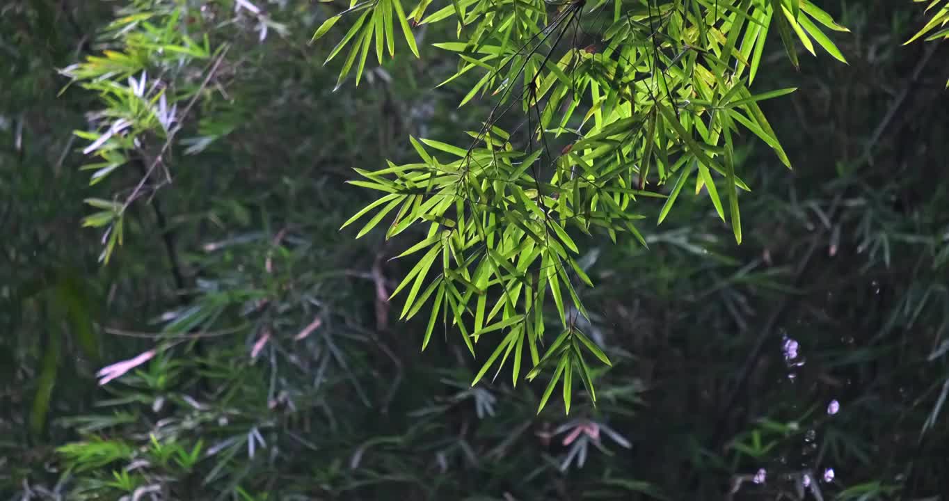 熊猫基地竹林逆光飞扬视频素材