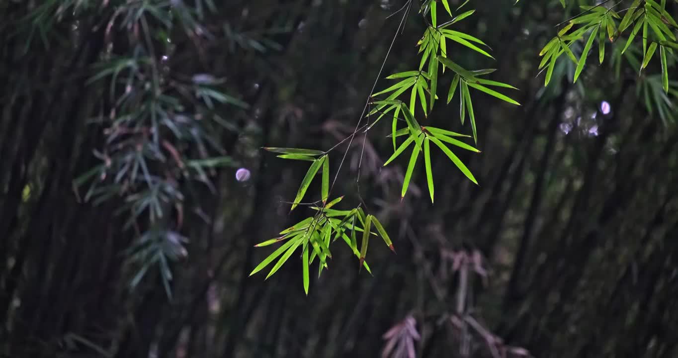 熊猫基地竹林逆光飞扬视频素材