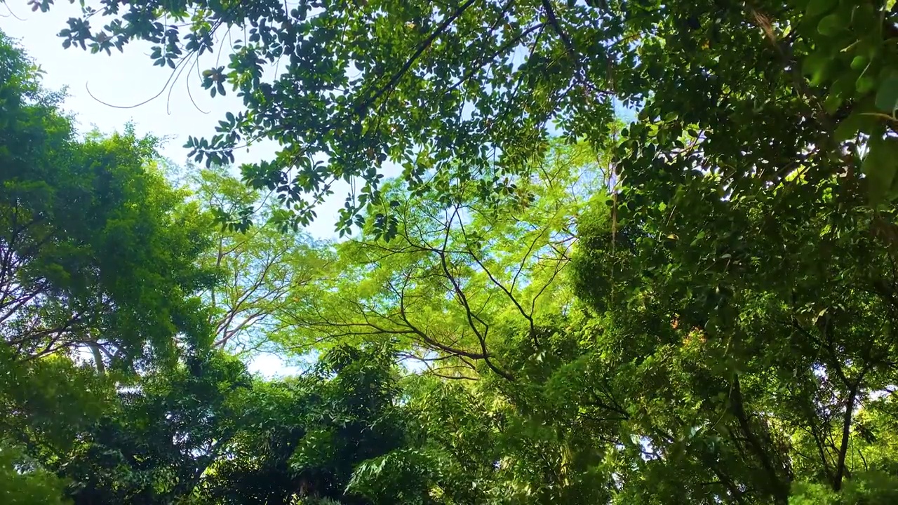 仰望茂密原始森林绿色茂盛森林树林背景视频素材