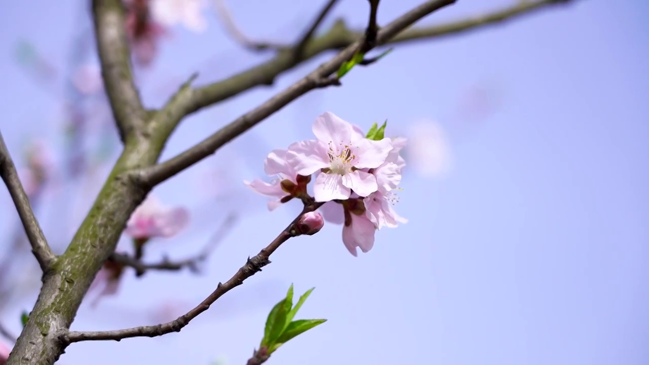 春天风中的桃花，桃花树发芽生长视频素材