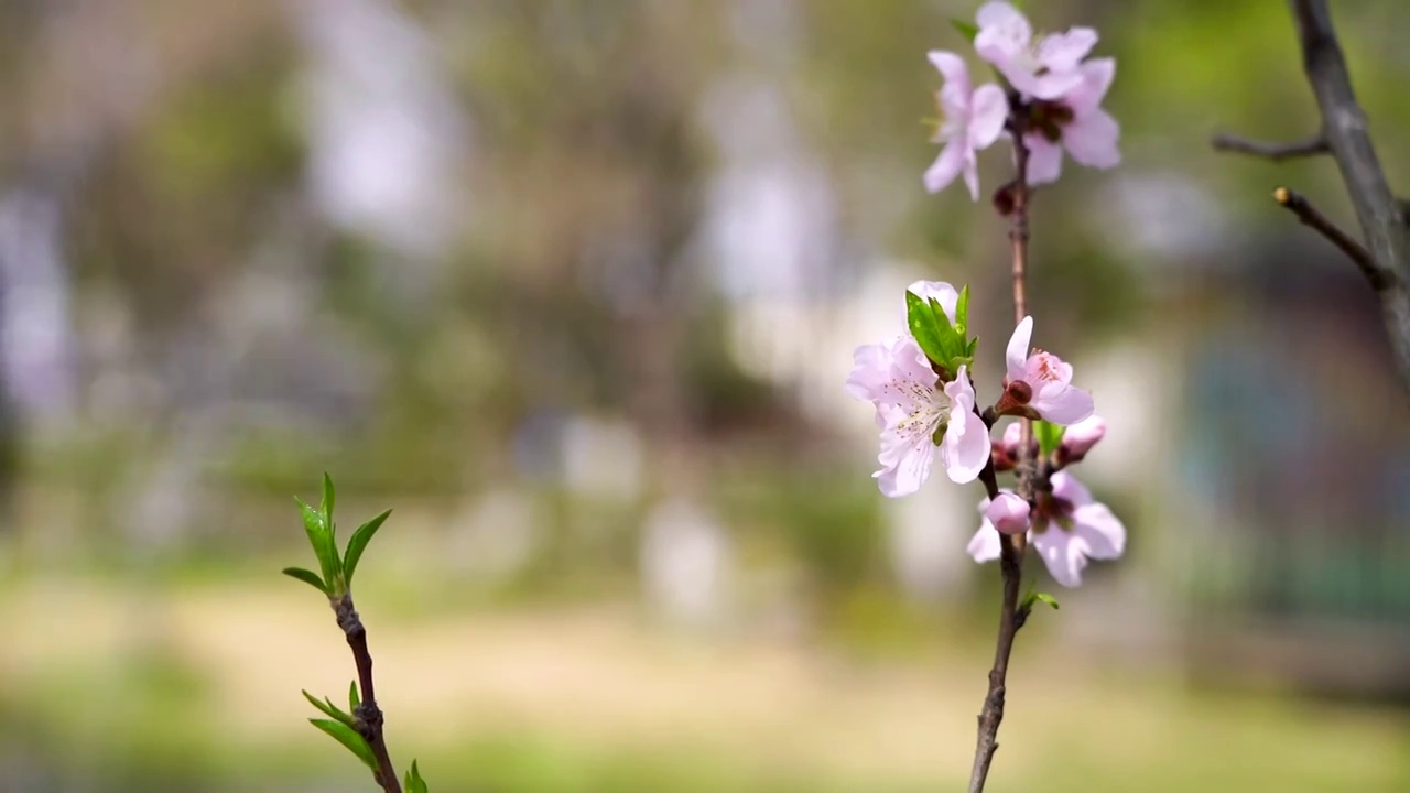 桃花时节春暖花开，春天盛开的桃花视频素材