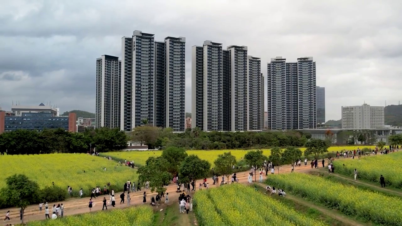 春天油菜花开乡村振兴视频素材