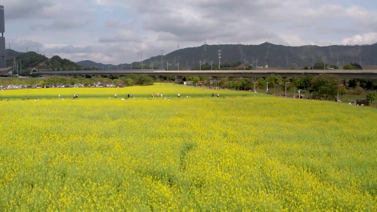 春天油菜花开乡村振兴视频素材