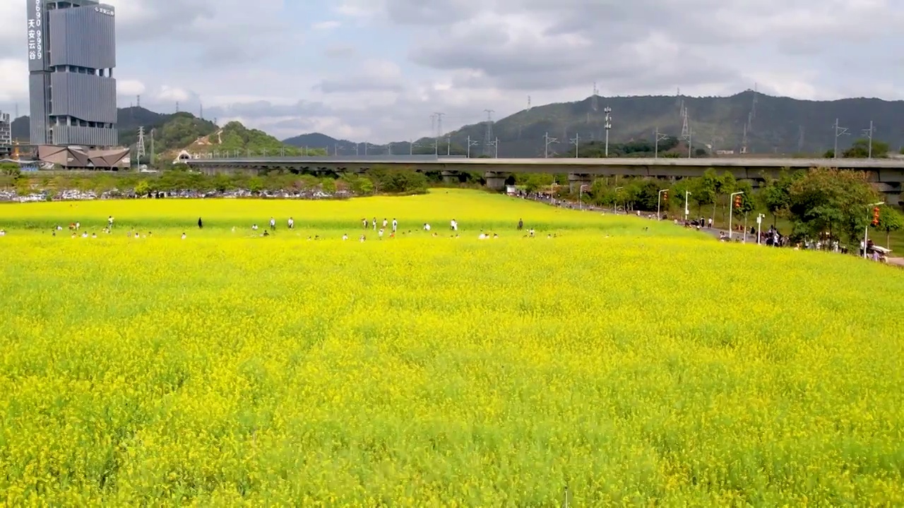 春天油菜花开乡村振兴视频下载