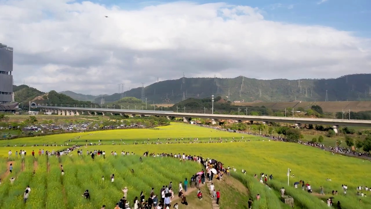 春天油菜花开乡村振兴视频素材