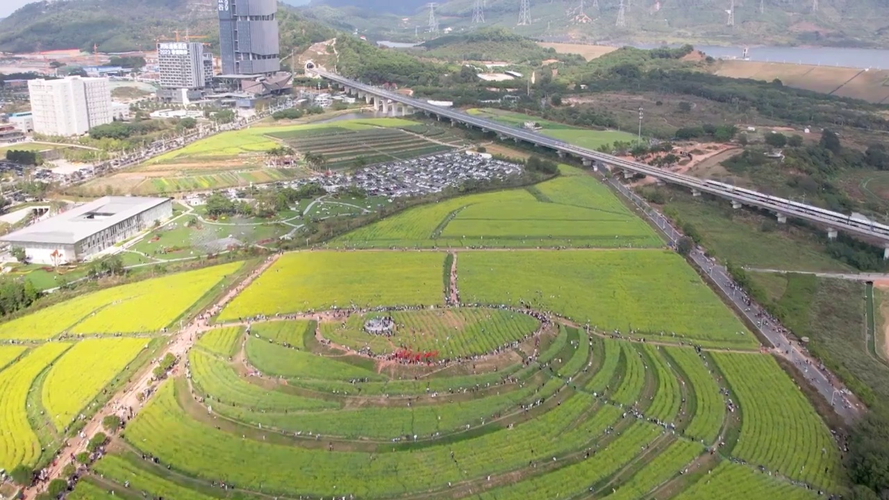 春天油菜花开乡村振兴视频素材