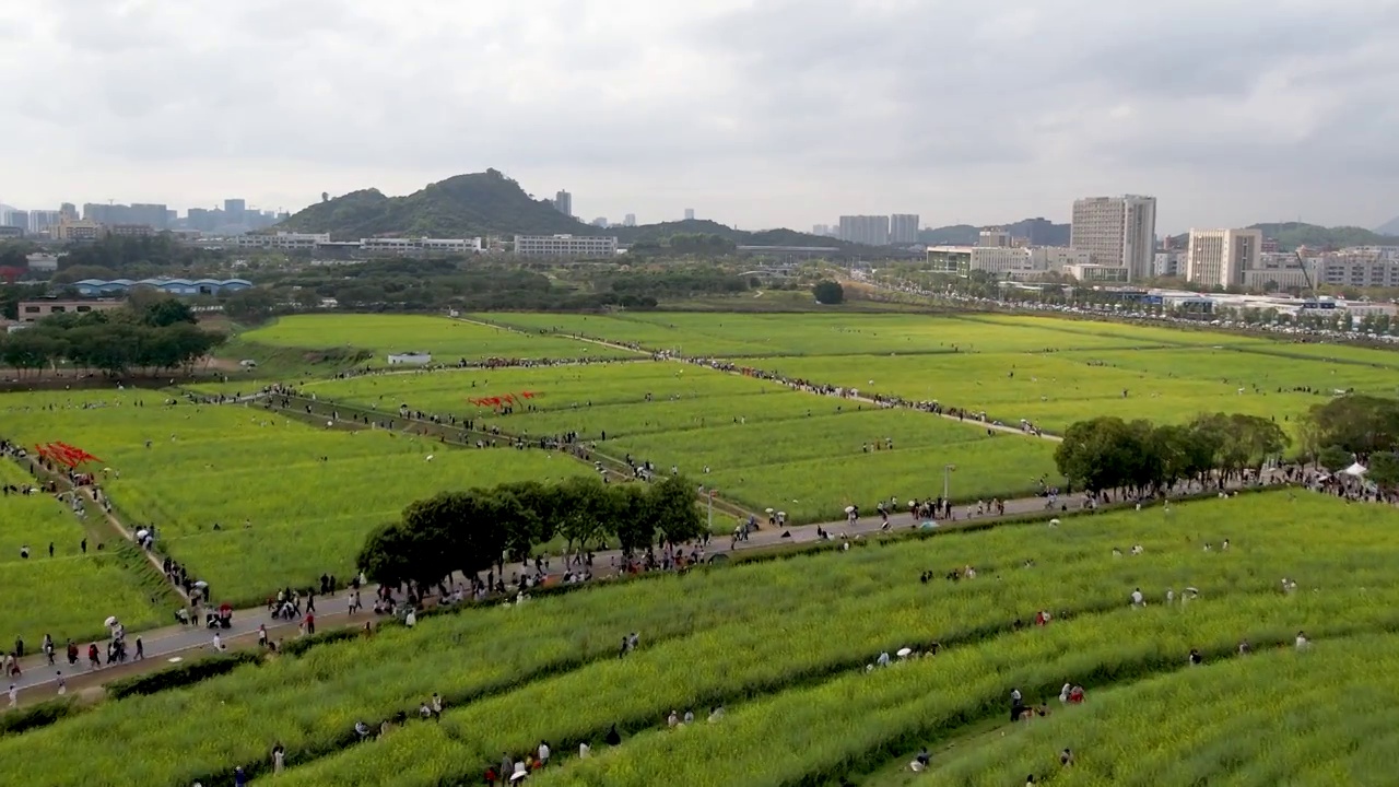 春天油菜花开乡村振兴视频素材