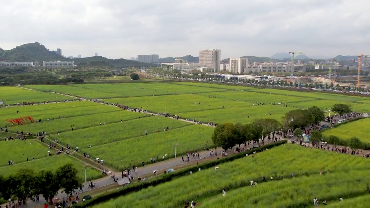 春天油菜花开乡村振兴视频下载